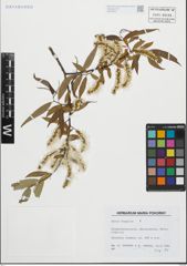 Foto von Salix fragilis L.